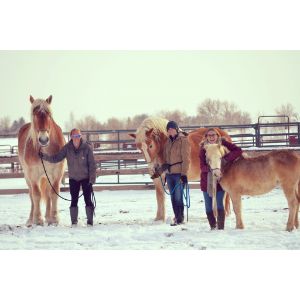 LASSO-Horse-Rescue-Equine-Therapy