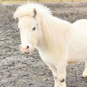 Leilani-Mae-Horse-Rescue
