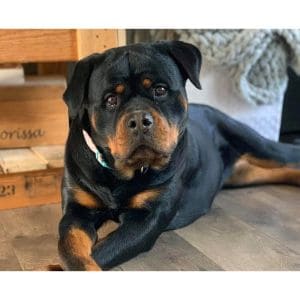 Luckyrottweiler-Kennels