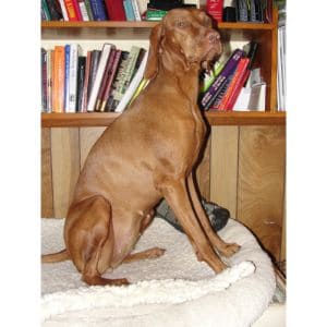 Managing-an-Overweight-Vizsla