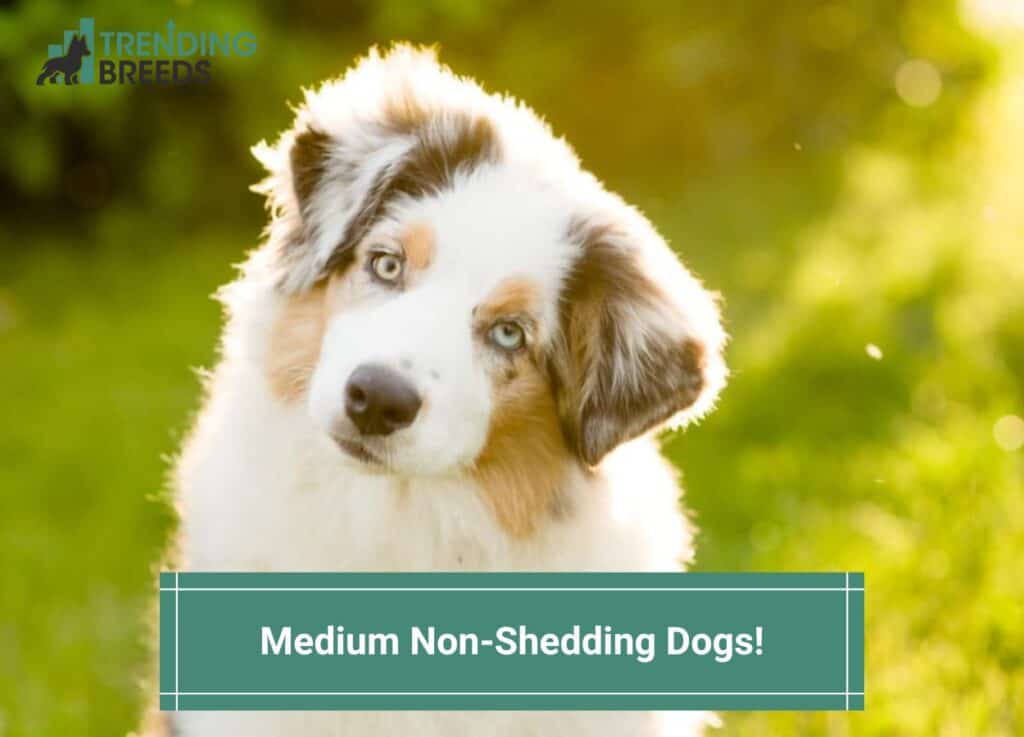 Medium-Non-Shedding-Dogs-template