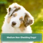 Medium-Non-Shedding-Dogs-template