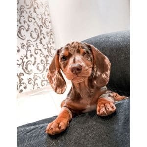 More-Information-About-Dachshund-Rescues-in-New-Jersey