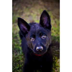 Observe-German-Shepherd-Litter-Mates