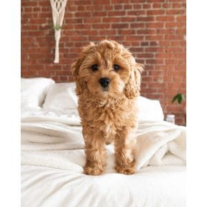 Other-Names-for-Female-Cavapoos