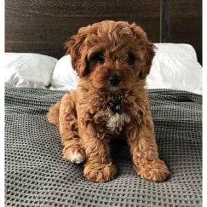 Other-Names-for-Male-Cavapoos