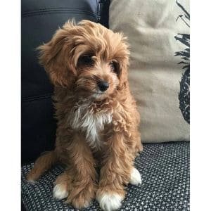 Other-Unisex-Names-for-Cavapoos