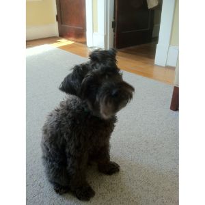 Our-Top-Recommendations-for-the-Best-Schnoodle-Breeders-in-Virginia