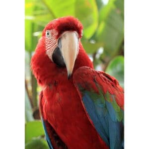 Parrots-in-Paradise-Sanctuary