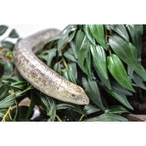 Piedmont-Reptile-Rescue