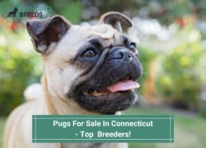 Pugs-For-Sale-In-Connecticut-Breeders-template