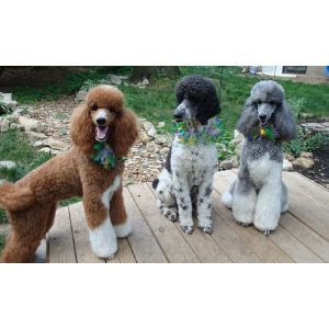 PuppySpots-Poodles-For-Oklahoma