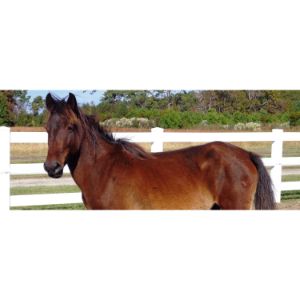 Red-Feather-Equine-Sanctuary