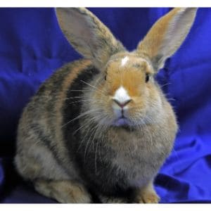 Rocky-Mountain-House-Rabbit-Rescue