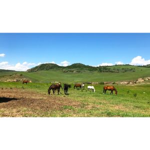 Safe-Landing-Horse-Rescue