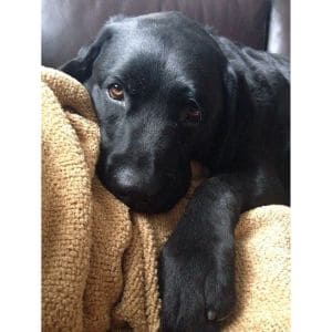 Shadyside-Labradors-And-Bachman-Mill-Labradors