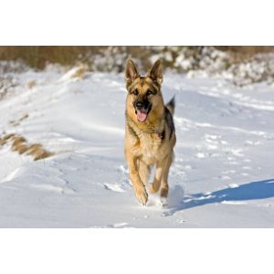 Signs-Your-German-Shepherd-Is-Cold