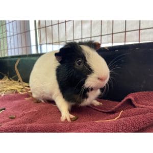 Southern-California-Guinea-Pig-Rescue