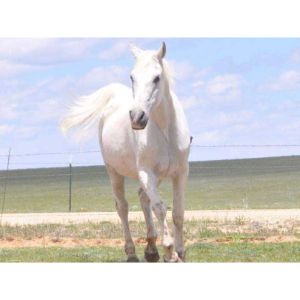 Spring-Creek-Horse-Rescue