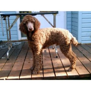 Standard-Poodle