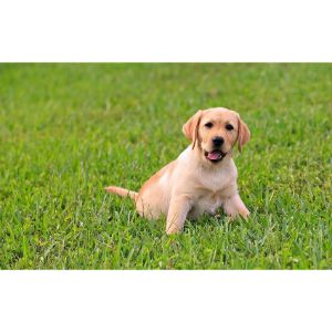 Sweetwater-Labradors