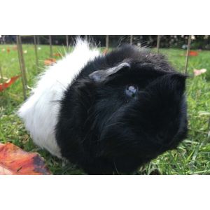 The-10-Best-Guinea-Pig-Adoption-Shelters-and-Rescue-Agencies-in-Californiaz