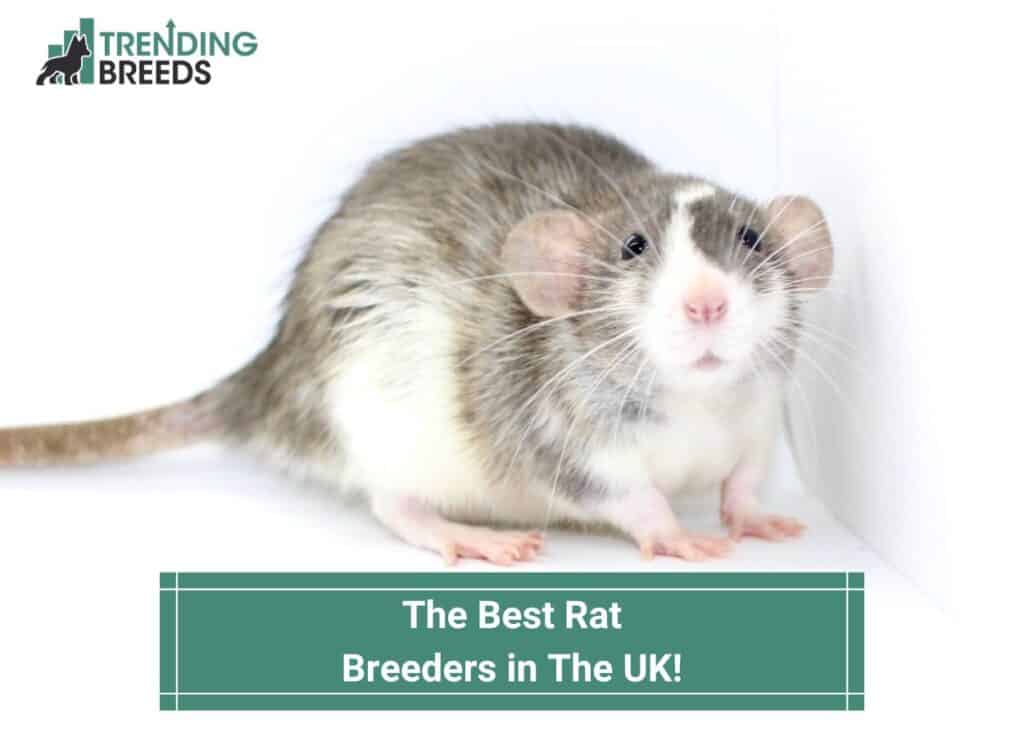The-4-Best-Rat-Breeders-in-The-UK-template