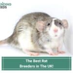 The 4 Best Rat Breeders in The UK! (2022)