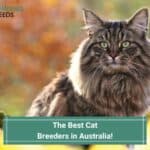 The-5-Best-Cat-Breeders-in-Australia-template