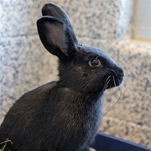 The-7-Best-Rabbit-Rescues-in-Colorado