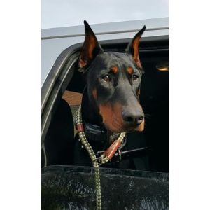 The-Top-7-Doberman-Rescues-in-The-USA