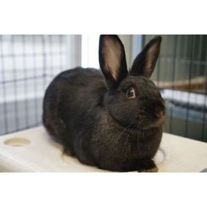 The-Top-8-Rabbit-Rescues-in-New-Jersey