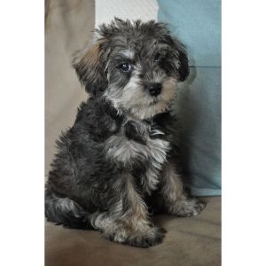 Things-to-Check-Out-with-the-Schnoodle-Breeders-in-Virginia