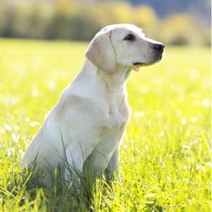 Three-Bears-Labradors