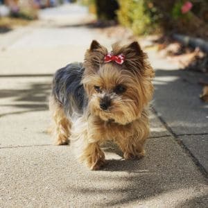 Top-Yorkie-Breeders-in-Georgia