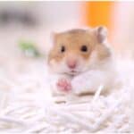 Photo inspiration: The 6 Best Hamster Breeders In The Uk 2024 Photo Inspiration