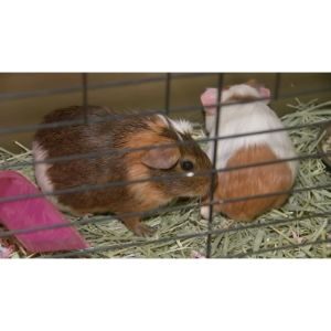Wee-Companions-Small-Animal-Rescue