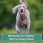 Weimaraner-Ear-Cropping-What-You-Need-to-Know-template