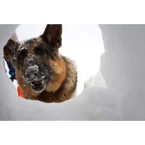 What-Makes-German-Shepherds-Cold-Tolerant