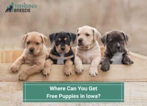 Where-Can-You-Get-Free-Puppies-in-Iowa-template