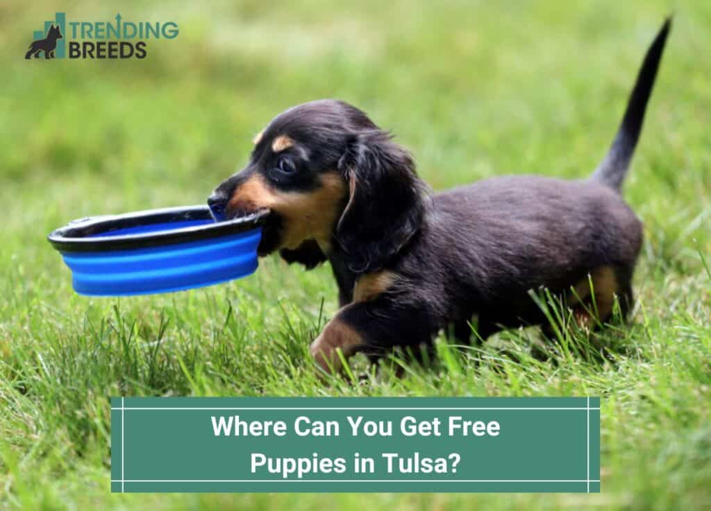 Where-Can-You-Get-Free-Puppies-in-Tulsa-template