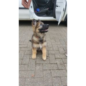 Where-do-you-find-a-German-Shepherd-Rescue