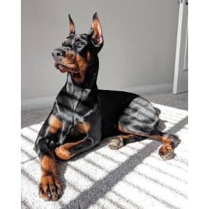 Why-Do-Dobermans-End-up-in-Shelters