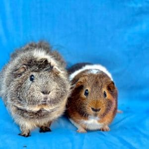 Why-Do-Guinea-Pigs-End-Up-in-Shelters