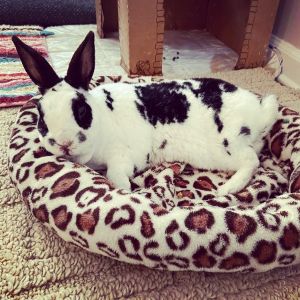 Why-Do-Rabbits-End-Up-in-Shelters