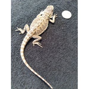 Why-Do-Reptiles-End-Up-at-Rescues