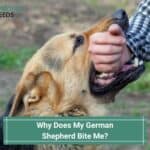 Why-Does-My-German-Shepherd-Bite-Me-template