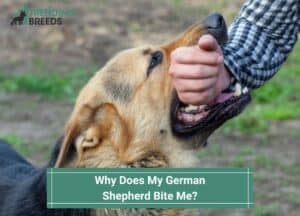 Why-Does-My-German-Shepherd-Bite-Me-template
