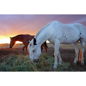 Wild-Places-Equine-Rescue