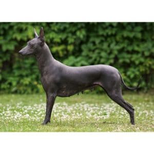 Xoloitzcuintli